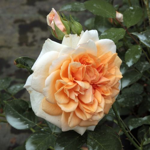 E-commerce, vendita, rose, in, vaso rose inglesi - rosa - Rosa Ausjolly - rosa mediamente profumata - David Austin - ,-